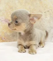 Tiny Lilac Blue, a male Chihuahua for sale in Norwich, CT – Photo 6 of 9
