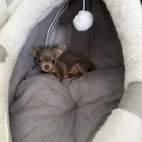 Hold, a male Chihuahua for sale in Norwich, CT – Photo 5 of 5