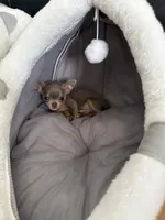 Tiny Lilac Blue, a male Chihuahua for sale in Norwich, CT – Photo 9 of 9