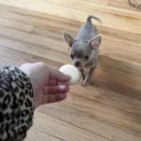 Hold, a male Chihuahua for sale in Norwich, CT – Photo 2 of 5