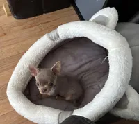 Tiny Lilac Blue, a male Chihuahua for sale in Norwich, CT – Photo 8 of 9