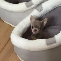 Hold, a male Chihuahua for sale in Norwich, CT – Photo 3 of 5