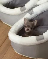 Tiny Lilac Blue, a male Chihuahua for sale in Norwich, CT – Photo 7 of 9