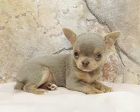 Tiny Lilac Blue, a male Chihuahua for sale in Norwich, CT – Photo 3 of 9