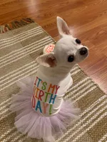 AKC Coming soon, a  Chihuahua for sale in Norwich, CT – 5 of 10
