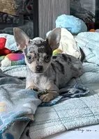 Lucy, a female Chihuahua for sale in Norwich, CT – Photo 2 of 8