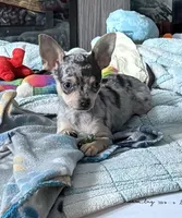 Lucy, a female Chihuahua for sale in Norwich, CT – Photo 3 of 8