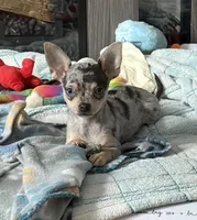 Lucy, a female Chihuahua for sale in Norwich, CT – Photo 4 of 8