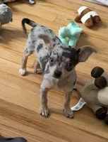 Lucy, a female Chihuahua for sale in Norwich, CT – Photo 5 of 8