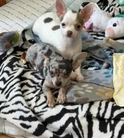 Lucy, a female Chihuahua for sale in Norwich, CT – Photo 7 of 8