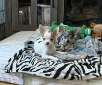 Lucy, a female Chihuahua for sale in Norwich, CT – Photo 6 of 8