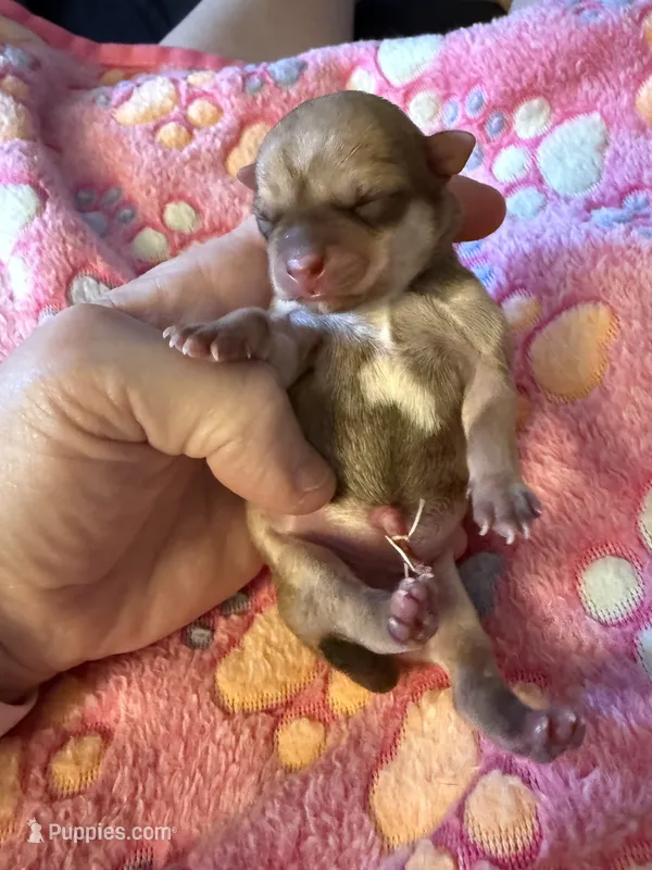 AKC Star – Chihuahua puppy for sale in Norwich, CT