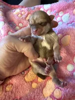 AKC Star, a female Chihuahua for sale in Norwich, CT – 4 of 9