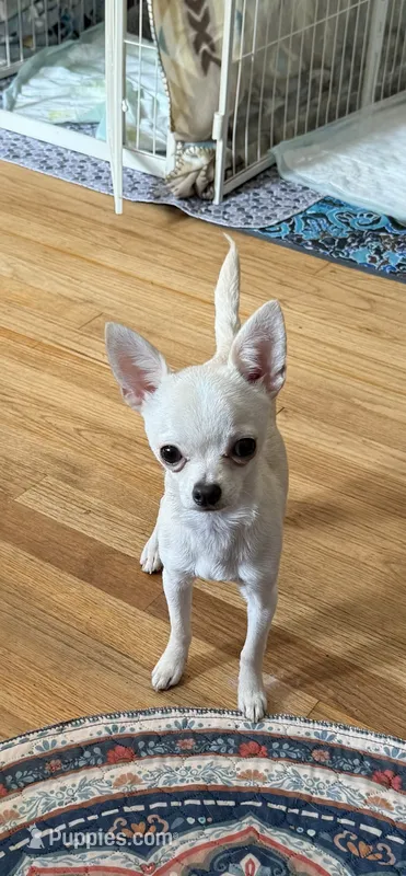 Bruno  – Chihuahua puppy for sale in Norwich, CT