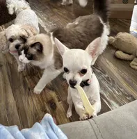 Karter, a male Chihuahua for sale in Norwich, CT – 6 of 10