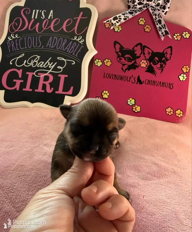 AKC Stella  – Chihuahua puppy for sale in Norwich, CT