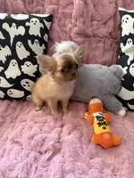Daisy, a female Chihuahua for sale in Norwich, CT – 4 of 8