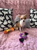 Shilo, a female Chihuahua for sale in Norwich, CT – 4 of 9