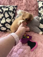 Daisy, a female Chihuahua for sale in Norwich, CT – 2 of 8
