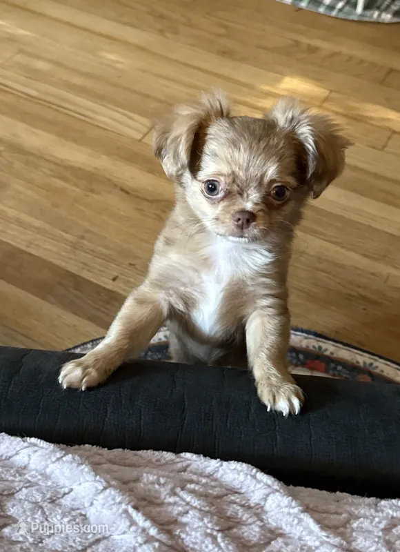 Small girl Bella  – Chihuahua puppy for sale in Norwich, CT