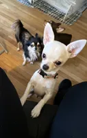 Karter, a male Chihuahua for sale in Norwich, CT – 7 of 10