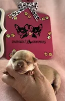 AKC CHAMPION BLOODLINES STAR, a female Chihuahua for sale in Norwich, CT – 3 of 10