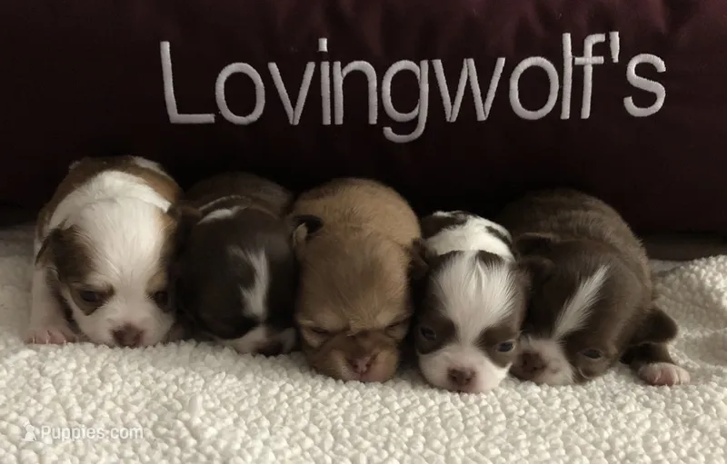 AKC CHAMPION BLOODLINES COMING SOON – Chihuahua puppy for sale in Norwich, CT