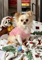 AKC Spots, a male Chihuahua for sale in Norwich, CT – Photo 8 of 9