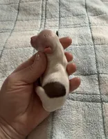 AKC Spots, a male Chihuahua for sale in Norwich, CT – Photo 4 of 9