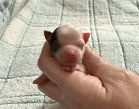 AKC Spots, a male Chihuahua for sale in Norwich, CT – Photo 2 of 9