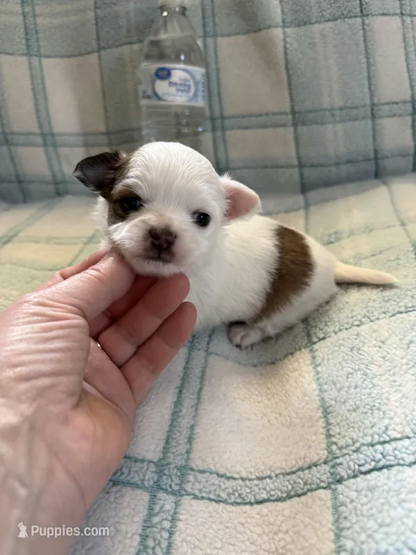 AKC Tucker – Chihuahua puppy for sale in Norwich, CT