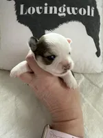 AKC Tucker, a male Chihuahua for sale in Norwich, CT – Photo 4 of 10