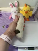 AKC Tucker, a male Chihuahua for sale in Norwich, CT – Photo 6 of 8