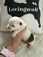 AKC Tucker, a male Chihuahua for sale in Norwich, CT – Photo 3 of 10