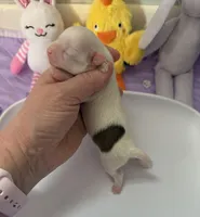 AKC Tucker, a male Chihuahua for sale in Norwich, CT – Photo 3 of 8