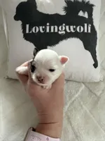 AKC Tucker, a male Chihuahua for sale in Norwich, CT – Photo 5 of 10