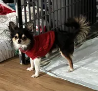 AKC Spots, a male Chihuahua for sale in Norwich, CT – Photo 7 of 9