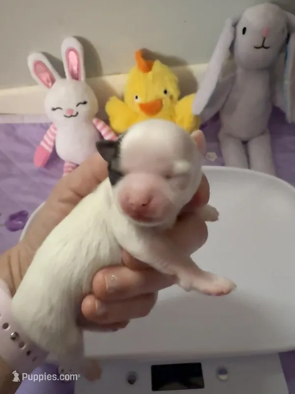 AKC Tucker – Chihuahua puppy for sale in Norwich, CT