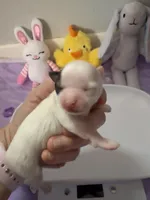 AKC Tucker, a male Chihuahua for sale in Norwich, CT – Photo 1 of 8