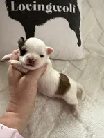 AKC Tucker, a male Chihuahua for sale in Norwich, CT – Photo 8 of 10