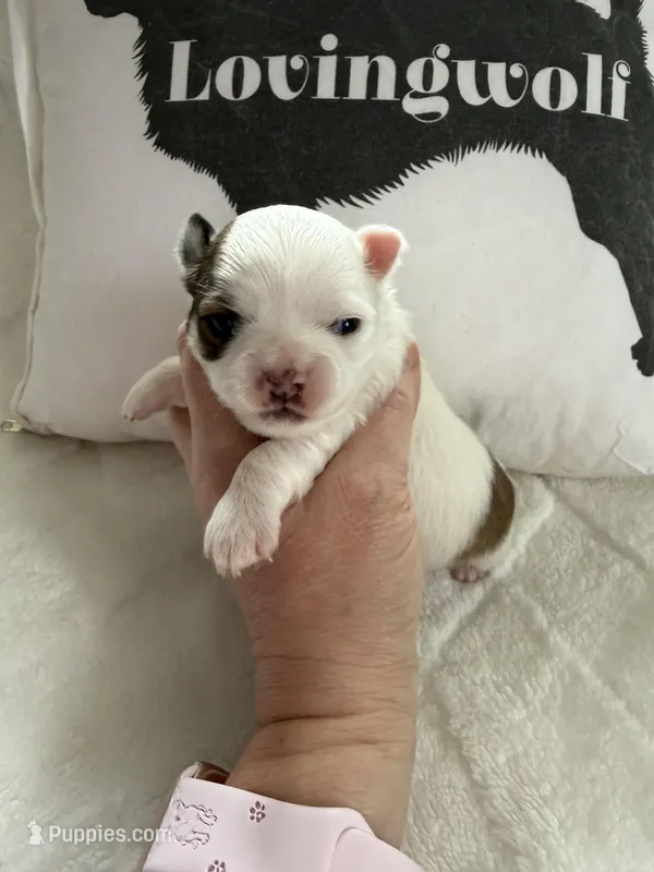 AKC Tucker – Chihuahua puppy for sale in Norwich, CT