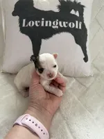 AKC Tucker, a male Chihuahua for sale in Norwich, CT – Photo 7 of 10