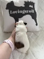 AKC Tucker, a male Chihuahua for sale in Norwich, CT – Photo 6 of 10