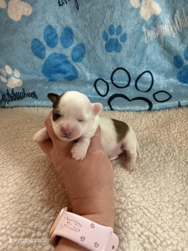 AKC Tucker – Chihuahua puppy for sale in Norwich, CT