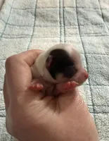 AKC Spots, a male Chihuahua for sale in Norwich, CT – Photo 6 of 9