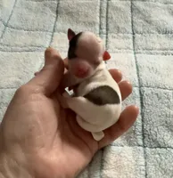 AKC Spots, a male Chihuahua for sale in Norwich, CT – Photo 1 of 9