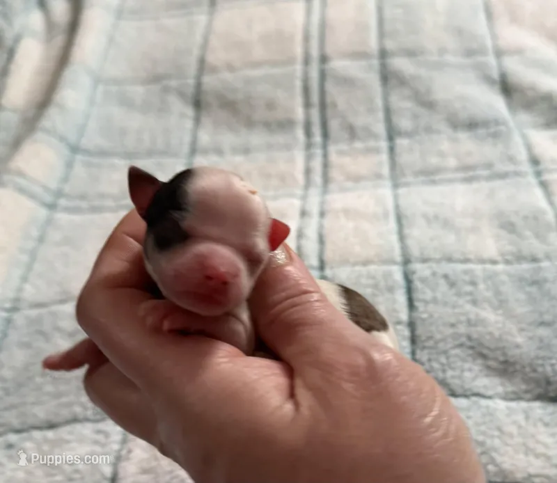 AKC Spots – Chihuahua puppy for sale in Norwich, CT