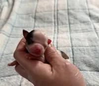 AKC Spots, a male Chihuahua for sale in Norwich, CT – Photo 3 of 9