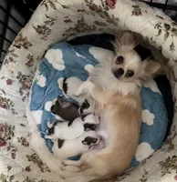 AKC Tucker, a male Chihuahua for sale in Norwich, CT – Photo 9 of 10