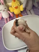 AKC Tucker, a male Chihuahua for sale in Norwich, CT – Photo 2 of 8